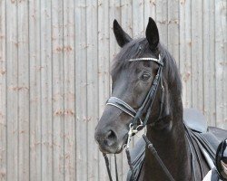 dressage horse El Torro 21 (Westphalian, 2015, from Elton John Dvb)