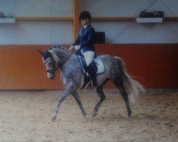 dressage horse Vukaschi (German Riding Pony, 2009, from Veneciano)