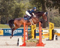 jumper Conthador (Oldenburg show jumper, 2011, from Conthargos)