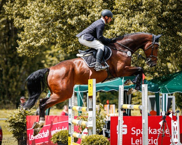 Springpferd Chametus PS (Oldenburger Springpferd, 2018, von Chacfly PS)