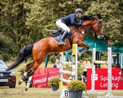 jumper Quintino 21 (German Sport Horse, 2018, from Quint)