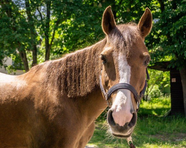 horse Raissa 100 (German Riding Pony, 1997, from Sunrise Ramon)