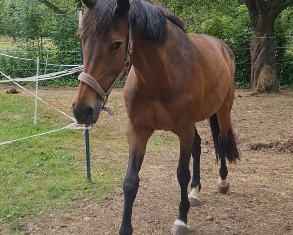 broodmare Beby (Holsteiner, 2011, from Larimar)