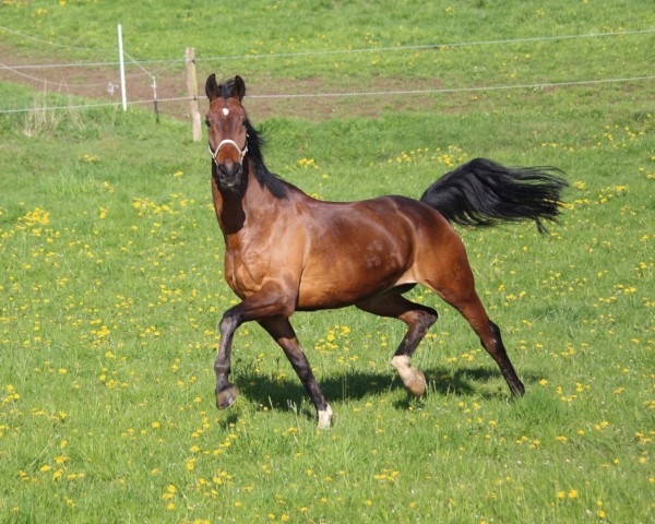 dressage horse Sir Lancelot (Rhinelander, 2011)