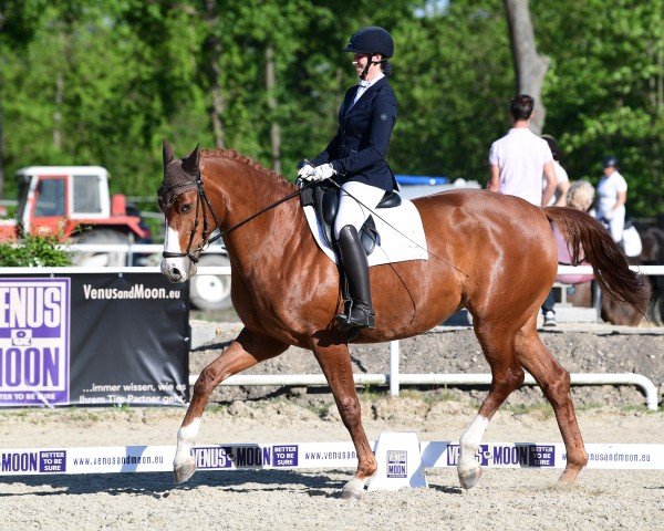 dressage horse Wie Nett C (Austrian Warmblood, 2015, from Bretton Woods)