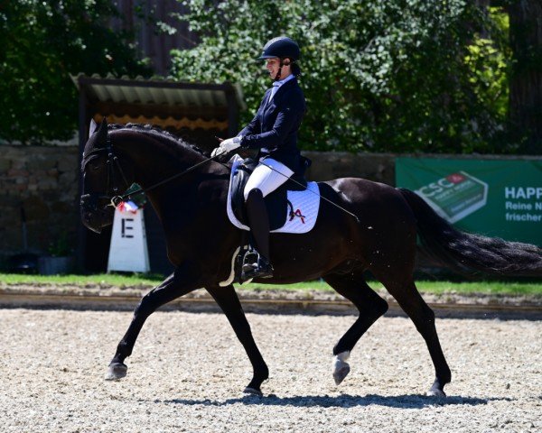 dressage horse Anthony W (Austrian Warmblood, 2018, from Arango)