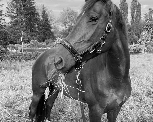 Dressurpferd Na Papilione TH (KWPN (Niederländisches Warmblut), 2018, von Daily Diamond)