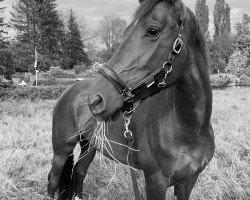 horse Na Papilione TH (KWPN (Niederländisches Warmblut), 2018, from Daily Diamond)