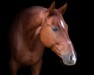 dressage horse Vigo Vivaldi (Hanoverian, 2016, from Blue Hors Veneziano)