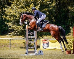 jumper Lucky Lilly (Holsteiner, 2018, from Million Dollar)