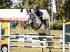 jumper Guido 77 (German Sport Horse, 2018, from Grandorado TN)