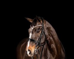 dressage horse Fidelio 305 (Hanoverian, 2011, from Fabregas)