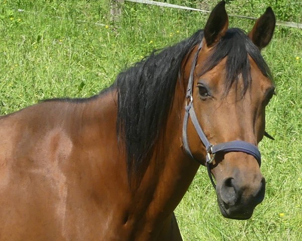 broodmare Venice IV (Holsteiner, 2005, from Contender)