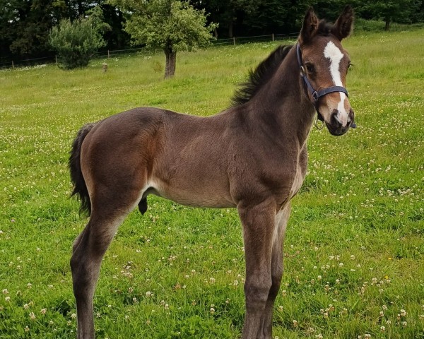 foal by Rudi's Stolz (Zangersheide riding horse, 2024, from Rob Roy vd Bisschop)