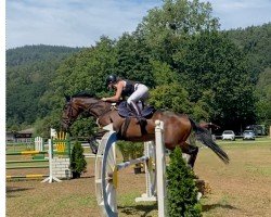 jumper Mister Happy Solo xx (Thoroughbred, 2017, from Maresca Sorrento xx)