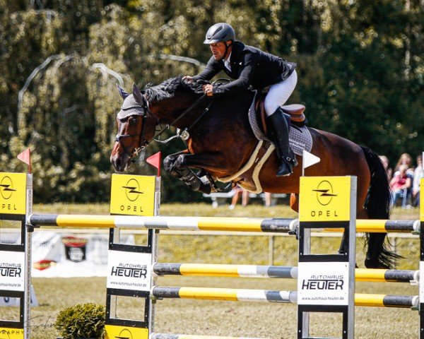 Springpferd Monte Levini B (Deutsches Sportpferd, 2009, von Monte Bellini)