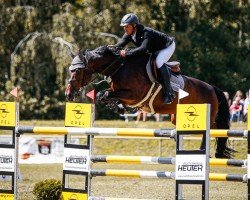 jumper Monte Levini B (German Sport Horse, 2009, from Monte Bellini)