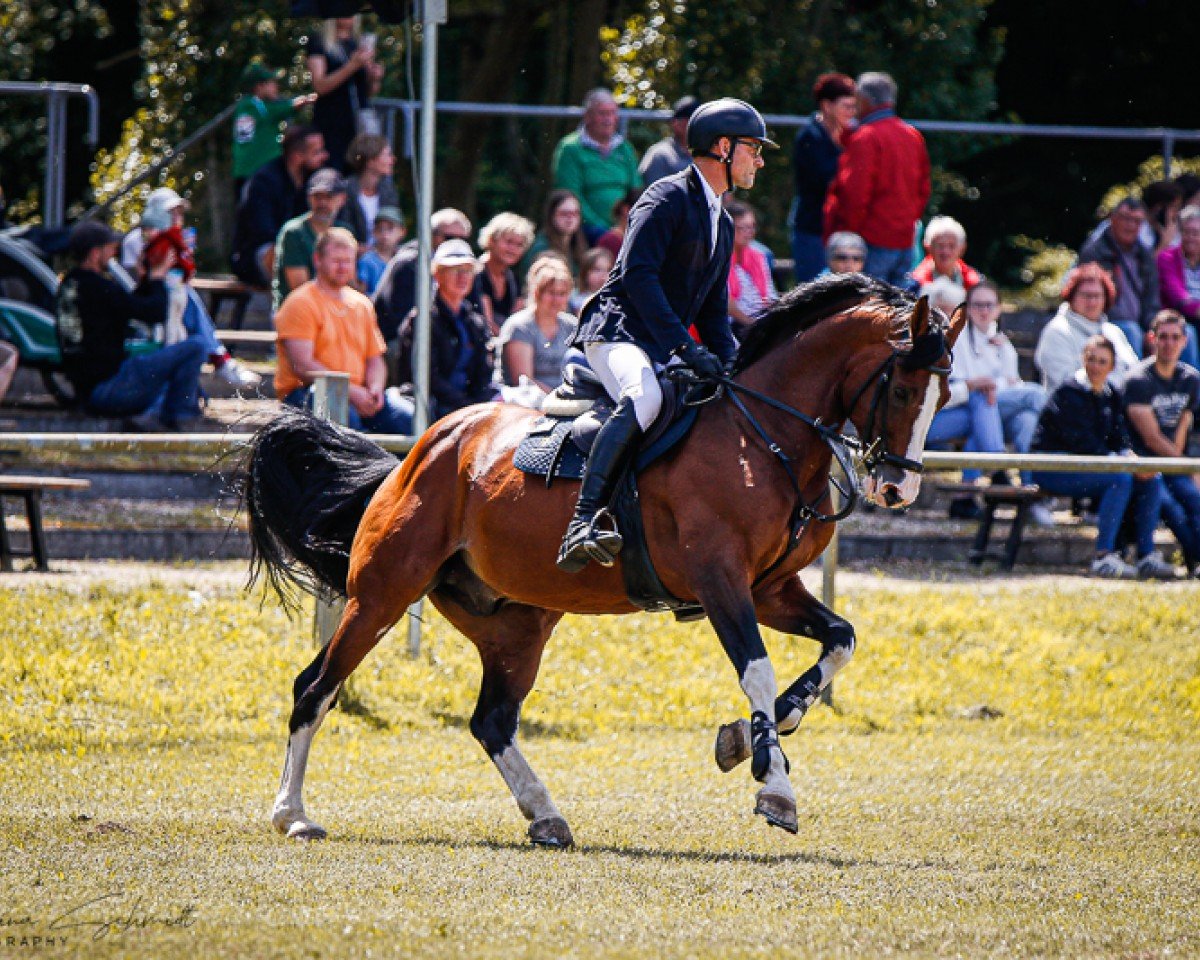 stallion Quint (Bavarian, 2010, from Quintender 2)