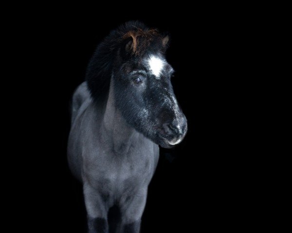 Pferd Skuggi (Islandpferd, 1994, von Röður vom Sommerberg)