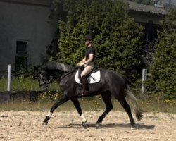 dressage horse Goldzauber (Trakehner, 2020, from Zauberreigen)