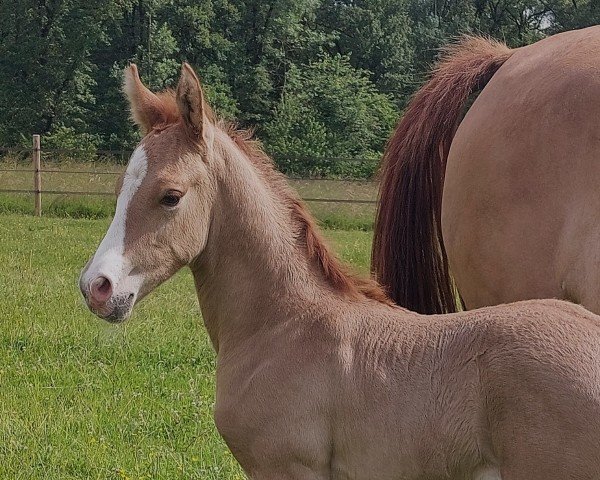 foal by Opium du Valchêne (German Riding Pony, 2024, from FS Next Diamond)