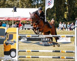 jumper Diamaro 3 (German Sport Horse, 2015, from Diacasall)