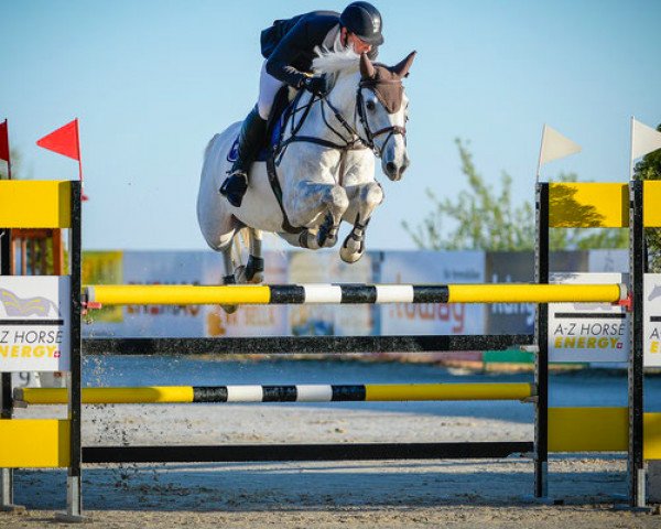 Zuchtstute Joplin ter Doorn (Belgisches Warmblut, 2009, von Nabab de Rêve)