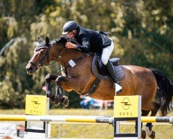 stallion Glenn Corrado (German Sport Horse, 2008, from Glenn Alme)