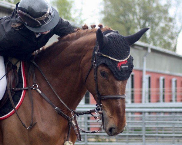 jumper Kõte 7 (Hanoverian, 2017, from Kétanou)