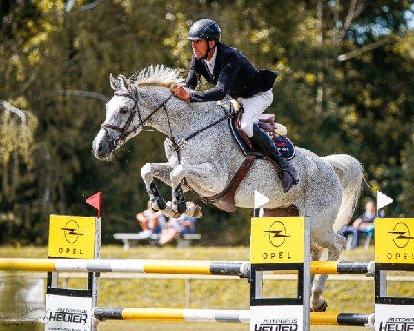 jumper For Germany (German Sport Horse, 2015, from For Pleasure)