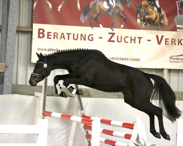 Springpferd Chicoletta 9 (Deutsches Sportpferd, 2020, von Come Together)