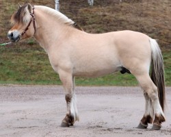 stallion Alvin Foss 18 F (Fjord Horse, 2020, from Kotalan Rocker 15 F)