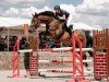 jumper Spencer (German Sport Horse, 2008, from Stallone Quainton)