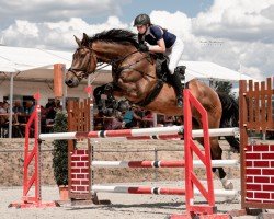 jumper Spencer (German Sport Horse, 2008, from Stallone Quainton)