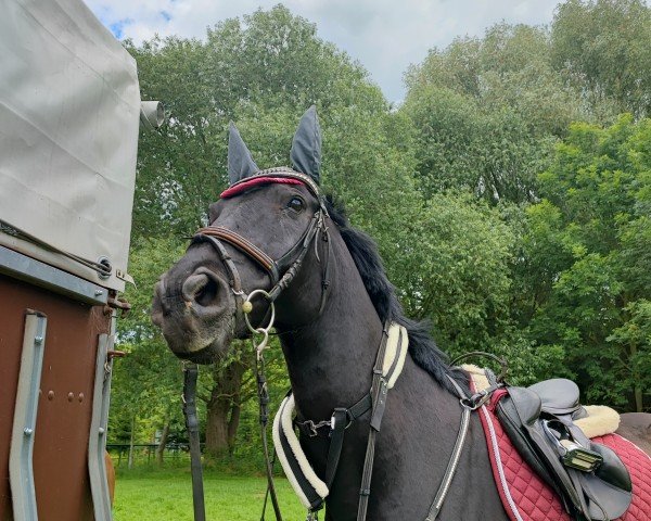 jumper Kid (German Riding Pony, 2006, from King Bjuti)