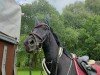 jumper Kid (German Riding Pony, 2006, from King Bjuti)