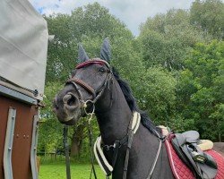 jumper Kid (German Riding Pony, 2006, from King Bjuti)