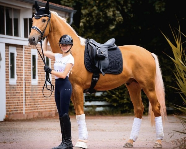 dressage horse Yellowstone (Palomino, 2021, from Vidar)