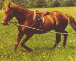 stallion Herbstmorgen (Trakehner, 1972, from Index)