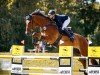 jumper Camil (Oldenburg show jumper, 2012, from Check In 2)