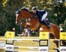 jumper Camil (Oldenburg show jumper, 2012, from Check In 2)