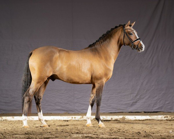 dressage horse Don Camillo (German Riding Pony, 2021, from Dancing Fox 2)