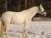 dressage horse Dexter 243 (German Riding Pony, 2010, from D'Artagnan)