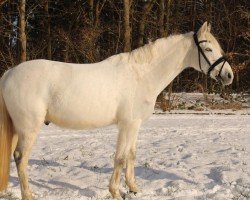 dressage horse Dexter 243 (German Riding Pony, 2010, from D'Artagnan)