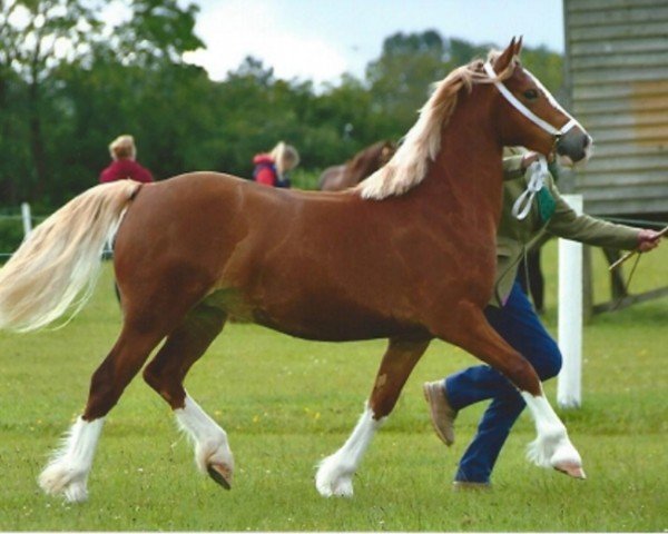 Pferd Rainhill Roxy (Welsh-Cob (Sek. D), 2017, von Gwynfaes Culhwch)