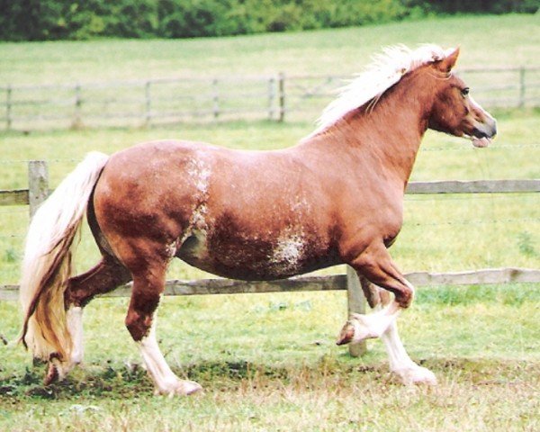 Zuchtstute Rainhill Mayfair (Welsh-Cob (Sek. D), 2000, von Synod Reflection)