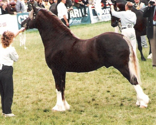 stallion Synod Reflection (Welsh-Cob (Sek. D), 1989, from Thorneyside The Boss)