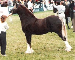 Deckhengst Synod Reflection (Welsh-Cob (Sek. D), 1989, von Thorneyside The Boss)