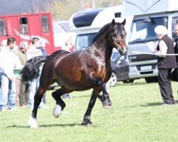 Deckhengst Kallistalodge Hercules (Welsh-Cob (Sek. D), 2000, von Synod Reflection)