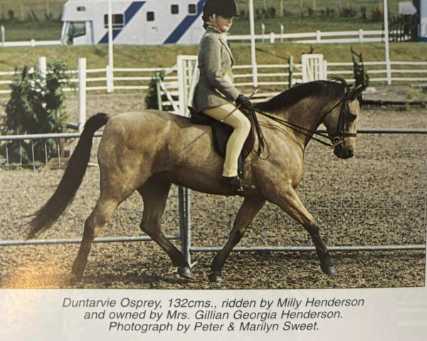 horse Duntarvie Osprey (Welsh-Pony (Section B), 1994, from Lemonshill Limelight)